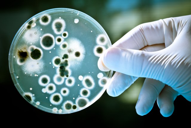 Kako da se izborite sa bakterijskom infekcijom?